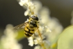 Insectes Eristale des fleurs (Myathropa florea)