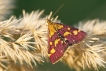 Insectes Pyrale pourprée (Pyrausta purpuralis)