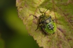 Insectes Punaise verte juvénile (Palomena prasina)