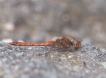 Insectes Sympétrum strié (Sympetrum striolatum)