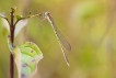 Insectes Leste brun (Sympecma fusca)