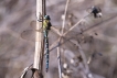 Insectes Aeschne bleue (Aeshna cyanea)