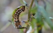 Insectes Noctuelle de la patience (Acronicta rumicis)