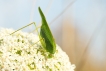 Insectes Sauterelle verte (Tettigonia viridissima)