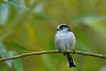 Oiseaux Mésange à longue queue (Aegithalos caudatus)