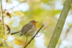 Oiseaux Rouge-gorge familier (Erithacus rubecula)