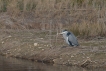 Oiseaux Héron cendré (Ardea cinerea)