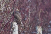 Oiseaux Épervier d\'Europe (Accipiter nisus)