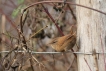 Oiseaux Troglodyte mignon (Troglodytes troglodytes)