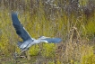 Oiseaux Héron cendré (Ardea cinerea)