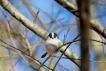 Oiseaux Mésange à longue queue (Aegithalos caudatus)