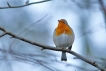 Oiseaux Rouge-gorge familier (Erithacus rubecula)