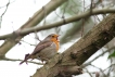 Oiseaux Rouge-gorge familier (Erithacus rubecula)