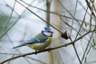 Oiseaux Mésange bleue (Cyanistes caeruleus)