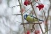 Oiseaux Mésange bleue (Cyanistes caeruleus)