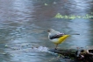 Oiseaux Bergeronnette des ruisseaux (Motacilla cinerea)