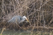 Oiseaux Héron cendré (Ardea cinerea)