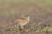 Oiseaux Accenteur mouchet (Prunella modularis)