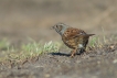 Oiseaux Accenteur mouchet (Prunella modularis)