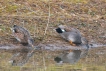 Oiseaux Canard chipeau (Mareca strepera)