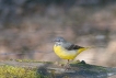 Oiseaux Bergeronnette des ruisseaux (Motacilla cinerea)