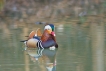 Oiseaux Canard mandarin