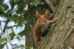 Mammifères Ecureuil roux (Sciurus vulgaris)