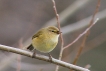 Oiseaux Pouillot véloce (Phylloscopus collybita)