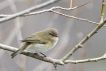 Oiseaux Pouillot véloce (Phylloscopus collybita)