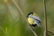 Oiseaux Mésange charbonnière (Parus major)