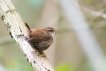 Oiseaux Troglodyte mignon (Troglodytes troglodytes)