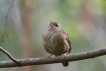 Oiseaux Troglodyte mignon (Troglodytes troglodytes)