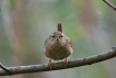 Oiseaux Troglodyte mignon (Troglodytes troglodytes)