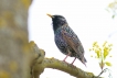 Oiseaux Etourneau sansonnet (Sturnus vulgaris)