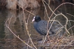 Oiseaux Foulque macroule (Fulica atra)