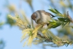 Oiseaux Fauvette à tête noire (Sylvia atricapilla)