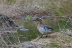 Oiseaux Sarcelle d\'été (Spatula querquedula)