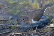 Oiseaux Chevalier guignette (Actitis hypoleucos)