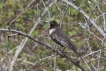 Oiseaux Merle à plastron (Turdus torquatus)