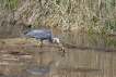 Oiseaux Héron cendré (Ardea cinerea)