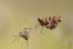 Insectes Petite violette (Boloria dia)