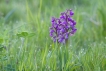 Flore orchis bouffon (Anacamptis morio)