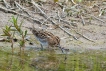 Oiseaux Bécassine des marais (Gallinago gallinago)