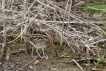 Oiseaux Bécassine des marais (Gallinago gallinago)