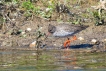 Oiseaux Chevalier gambette (Tringa totanus)