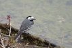 Oiseaux Bergeronnette grise (Motacilla alba)