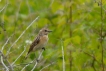 Oiseaux Tarier des prés (Saxicola rubetra)