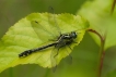 Insectes Gomphe vulgaire (Gomphus vulgatissimus)