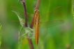 Insectes Libellule écarlate (Crocothemis erythraea)