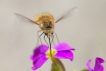 Insectes Grand bombyle (Bombylius major)